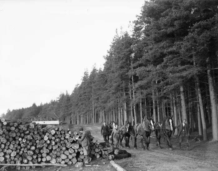 Framed Print : Lumber Jacks and Lumber Jills seen here leading the horses that will haul the cut timber Framed Print : Lumber Jacks and Lumber Jills seen here leading the horses that will haul the cut timber