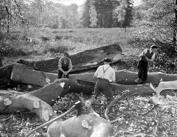Lumberjacks sawing up felled trees in the New Forest. January 1935. P23104