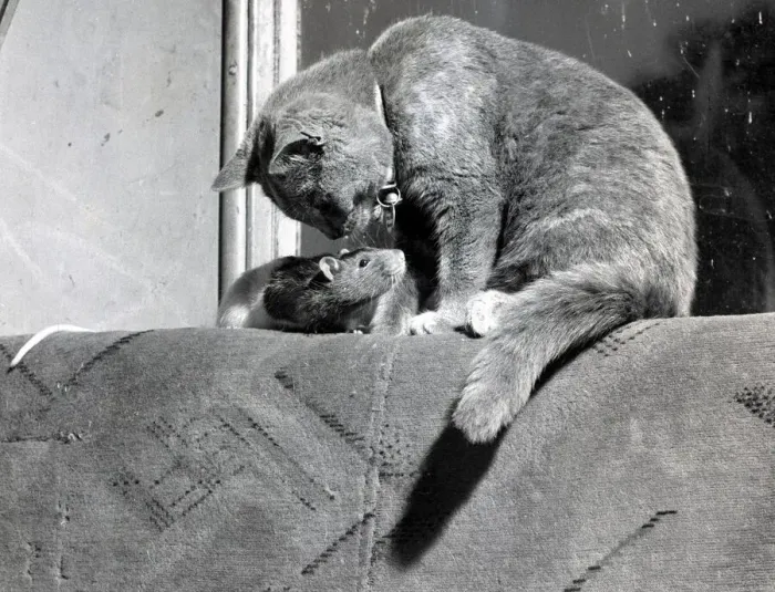 Framed Print : Is this lunch or my new best friend? Unusual friendship between a cat Framed Print : Is this lunch or my new best friend? Unusual friendship between a cat