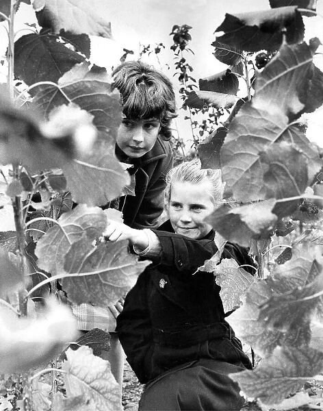 Lynne Bowman and Dorothy Brydon, both aged ten, take a close look at youg trees in early