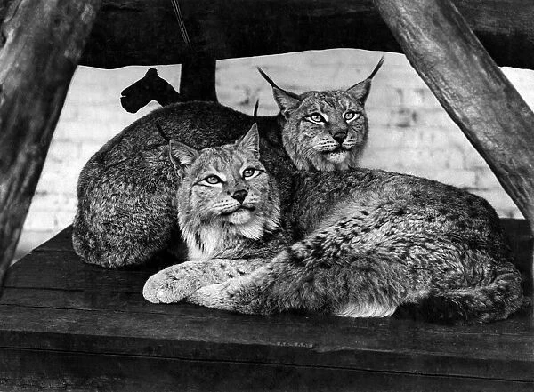 Lynx cats at the zoo. March 1936