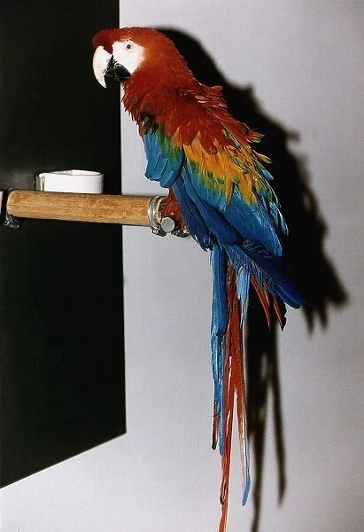 Macaw on a ledge circa 1995