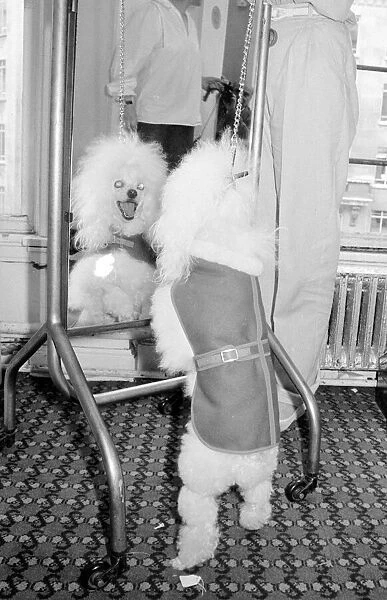 Mad lookig poodle taking part in a fashion show for dogs in London Gina