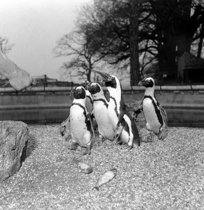 Framed Print : Maggie the one week old baby black-footed penguin with family at Chessington Zoo