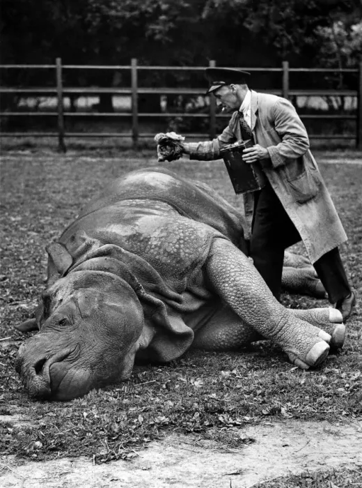 Framed Print : Mahon the Rhino: Its hot work being a rhino these days so whom Machon Framed Print : Mahon the Rhino: Its hot work being a rhino these days so whom Machon