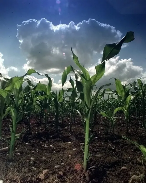 Framed Print : Maize... PIC CHRIS FURLONG... A crop of maize grows steadily despite the unpredictable Framed Print : Maize... PIC CHRIS FURLONG... A crop of maize grows steadily despite the unpredictable