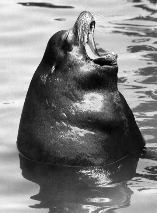 Framed Print : Majors seal of Disapproval: Major the sea lion makes his feelings pretty clear as he Framed Print : Majors seal of Disapproval: Major the sea lion makes his feelings pretty clear as he