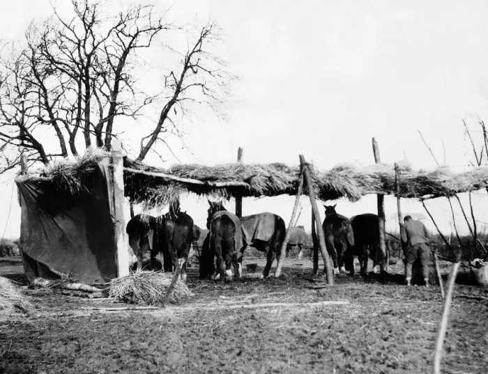 Framed Print : A make shift blacksmith shelter for horses at the Western Front 1915 Framed Print : A make shift blacksmith shelter for horses at the Western Front 1915