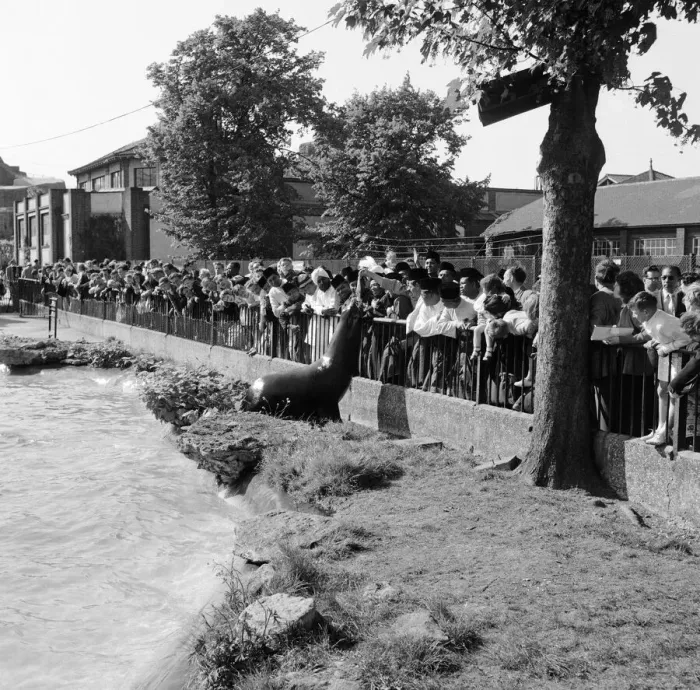 Framed Print : The Malayan police band which has just arrived in England visited London Zoo to see