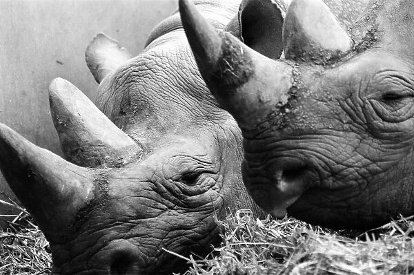 Male and female Rhinoceros seen here in their winter quaters at Chester Zoo