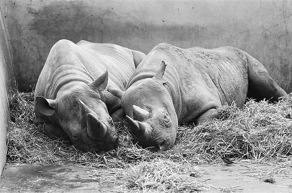 Male and female Rhinoceros seen here in their winter quaters at Chester Zoo