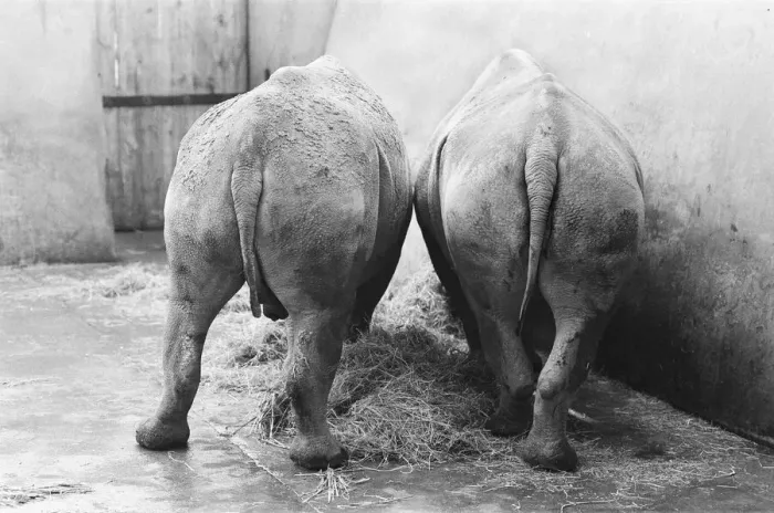 Framed Print : Male and female Rhinoceros seen here in their winter quaters at Chester Zoo Framed Print : Male and female Rhinoceros seen here in their winter quaters at Chester Zoo