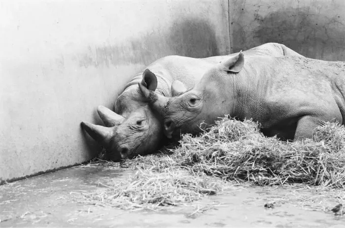 Framed Print : Male and female Rhinoceros seen here in their winter quaters at Chester Zoo Framed Print : Male and female Rhinoceros seen here in their winter quaters at Chester Zoo