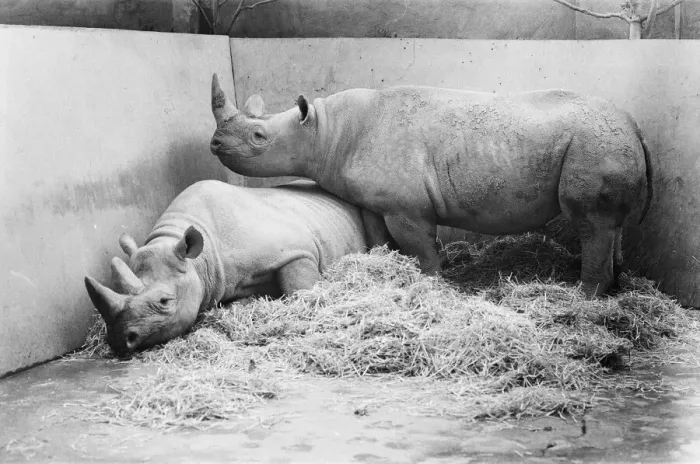 Framed Print : Male and female Rhinoceros seen here in their winter quaters at Chester Zoo Framed Print : Male and female Rhinoceros seen here in their winter quaters at Chester Zoo
