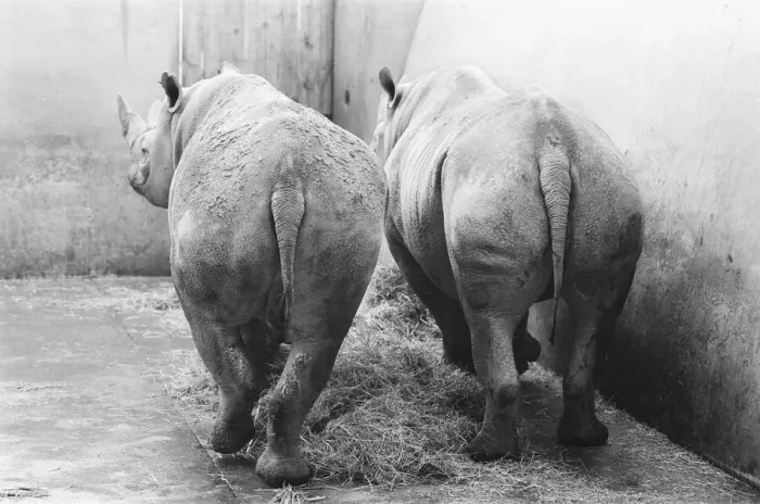 Framed Print : Male and female Rhinoceros seen here in their winter quaters at Chester Zoo Framed Print : Male and female Rhinoceros seen here in their winter quaters at Chester Zoo