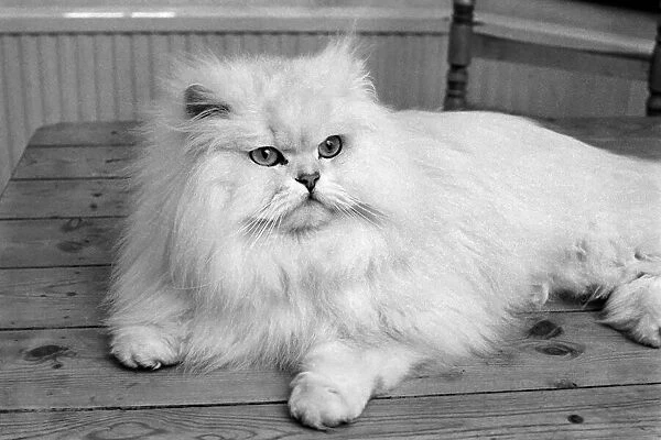 Male Persian cat called Chinchilla. February 1975 75-01144-009