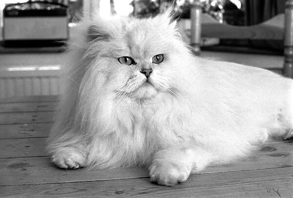Male Persian cat called Chinchilla. February 1975 75-01144-002