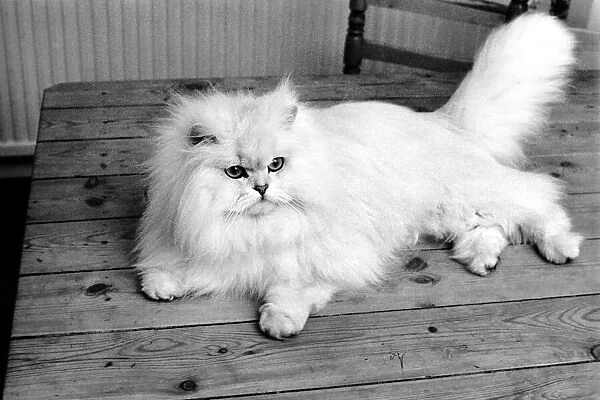 Male Persian cat called Chinchilla. February 1975 75-01144-008