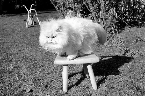 Male Persian cat called Chinchilla. February 1975 75-01144-004