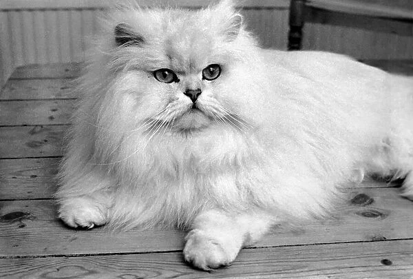 Male Persian cat called Chinchilla. February 1975 75-01144-010