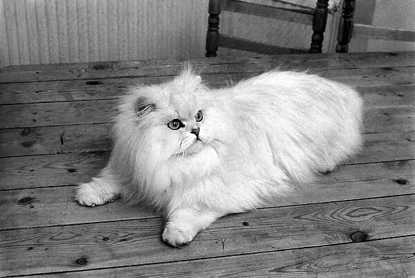 Male Persian cat called Chinchilla. February 1975 75-01144-007