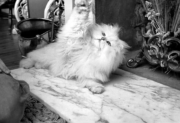 Male Persian cat called Chinchilla. February 1975 75-01144