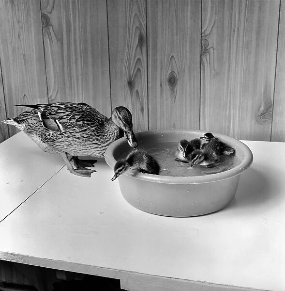 A Mallard with little ducklings. April 1975