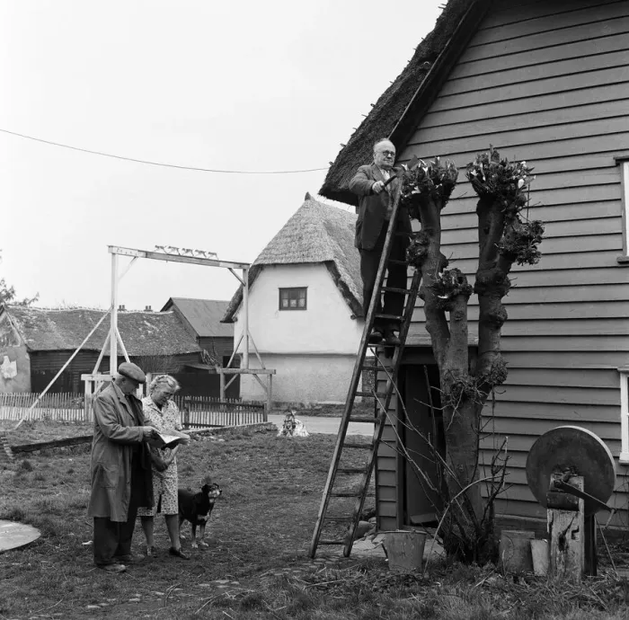 Framed Print : A man cutting down a tree in Barley Village, Lancashire. Circa 1952