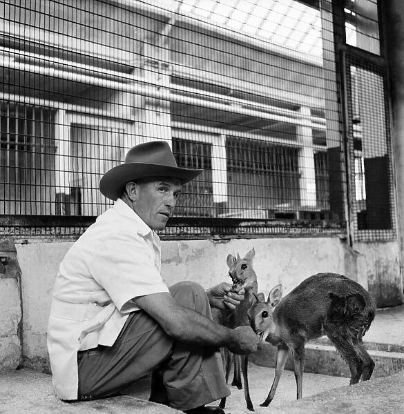Man and deer at Belle Vue zoo in Manchester June 1960 M4296-003