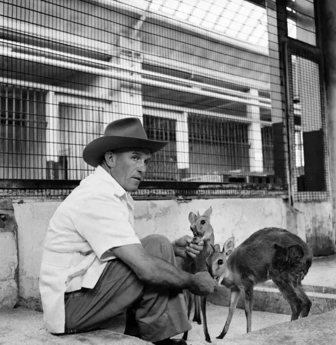 Framed Print : Man and deer at Belle Vue zoo in Manchester June 1960 M4296-003 Framed Print : Man and deer at Belle Vue zoo in Manchester June 1960 M4296-003