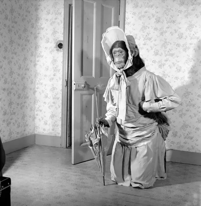Framed Print : Man dresses up as Chimpanzee: October 1953 D6449-001 Framed Print : Man dresses up as Chimpanzee: October 1953 D6449-001