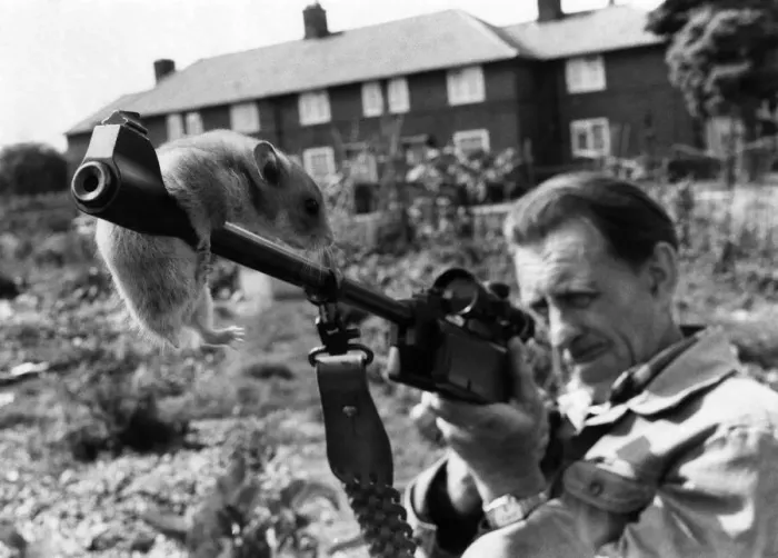 Framed Print : A man and his gun Mr. Timothy O Sullivan on the look-out for Hamsters Framed Print : A man and his gun Mr. Timothy O Sullivan on the look-out for Hamsters