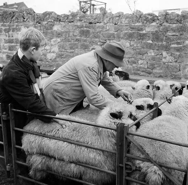 A man inspecting sheep at a cattle market at Thornbury, South Gloucestershire