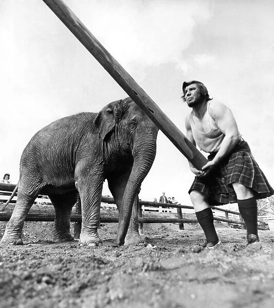 Man Tossing the caber with Tania the elephant watching: on 20th May 1973
