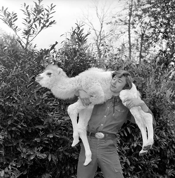 Man walking in his back garden carrying a camel on his shoulders May 1975