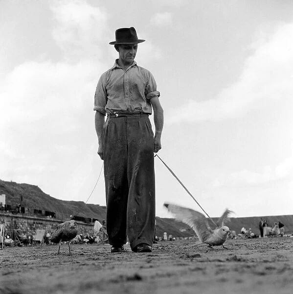 Man walking a seagull. August 1953 D5252