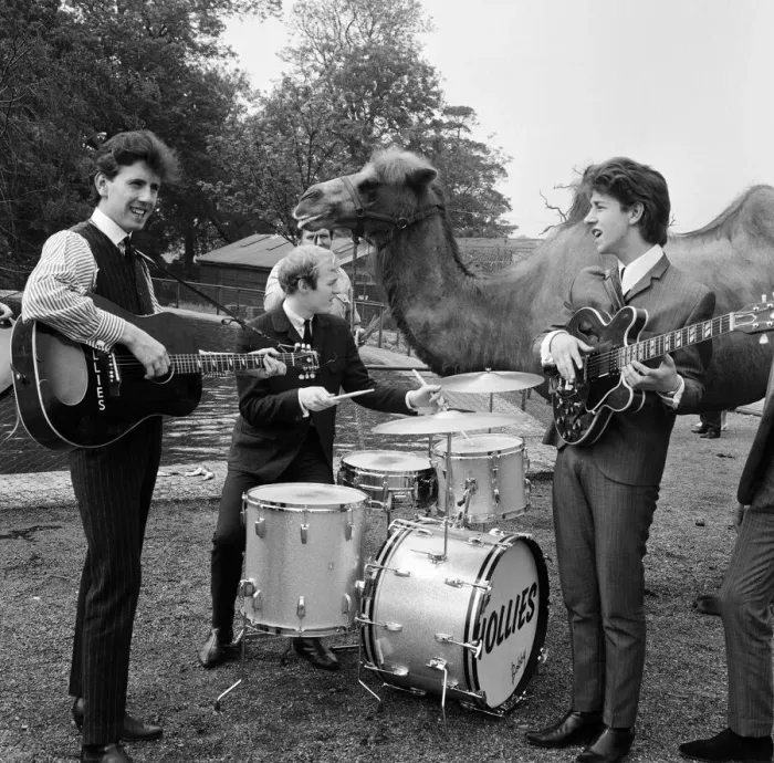 Framed Print : Manchester pop group The Hollies pictured performing at Chessington Zoo in front of