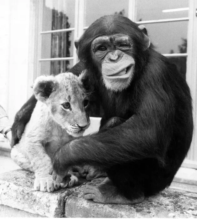 Framed Print : Mandy the Chimp cuddles Lion cub Sandie August 1984 Framed Print : Mandy the Chimp cuddles Lion cub Sandie August 1984