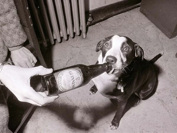 Mandy the Mongrel Dog Drinking Guinness from a bottle