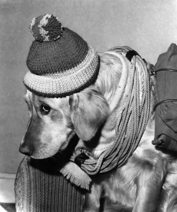 Framed Print : Mandy'the dog ready for mountaineering to slim