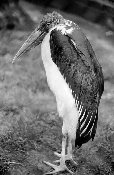 A Marabou Stork at London Zoo. April 1975 75-1946