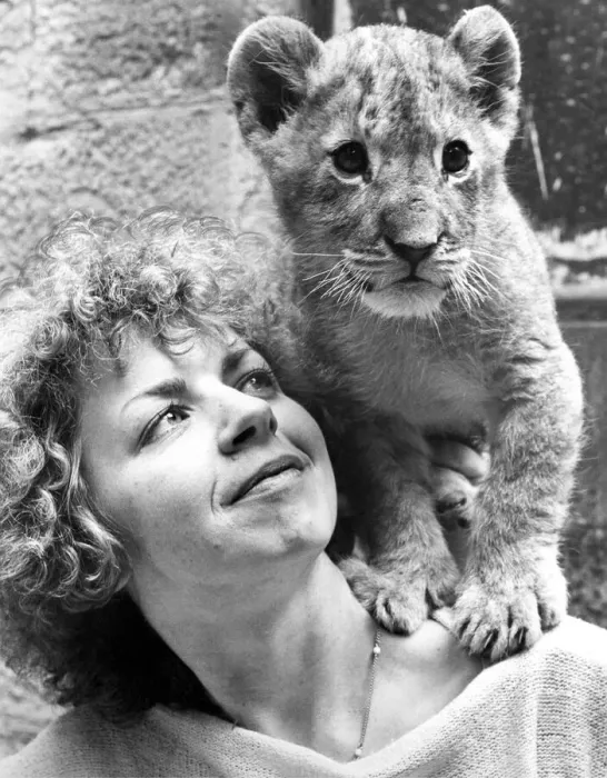 Framed Print : Marbles the lion cub being looked after by Denise Hammond at Lambton Pleasure Park in Framed Print : Marbles the lion cub being looked after by Denise Hammond at Lambton Pleasure Park in