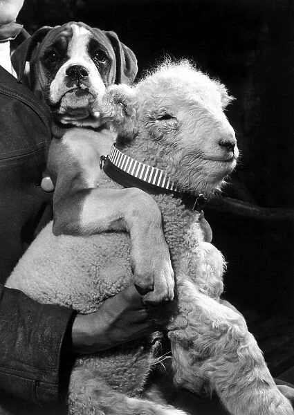 Marcel the boxer puppy and Larry the Lamb February 1960