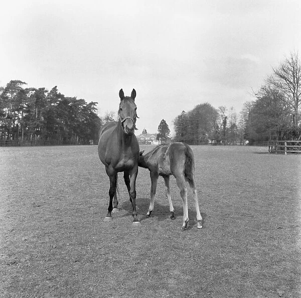 Mare and foal at the Eve Stud, Newmarket 25th May 1954