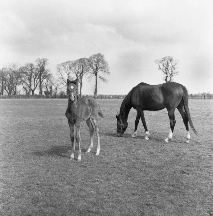 Framed Print : Mare and foal at the Eve Stud, Newmarket 25th May 1954 Framed Print : Mare and foal at the Eve Stud, Newmarket 25th May 1954