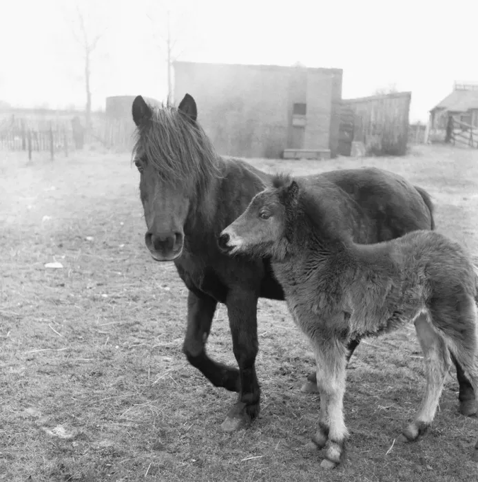 Framed Print : A mare and foal seen here in the paddock of the People