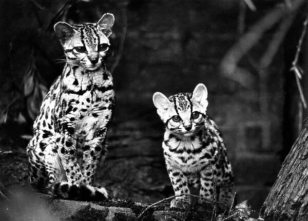 Two Margay Cats. Circa 1975