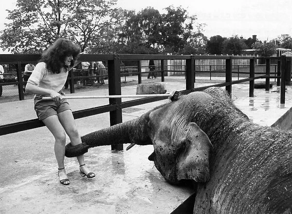 Marjorie the elephant gets a firm grip as Sue backs off. May 1981 P011815