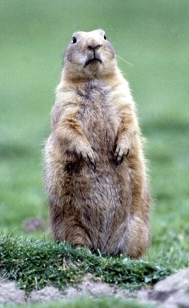 A marmot July 1981
