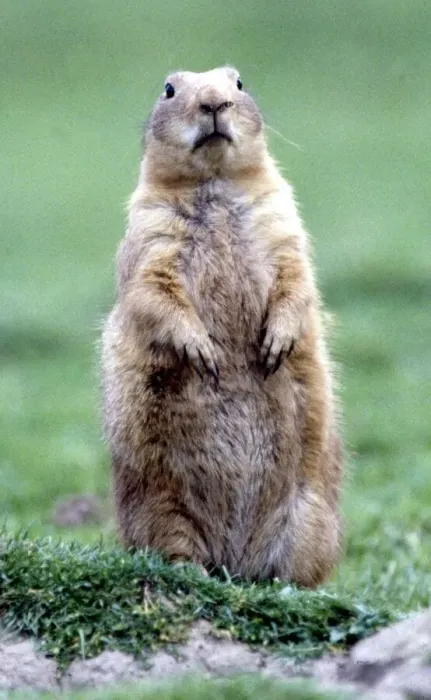 Framed Print : A marmot July 1981 Framed Print : A marmot July 1981